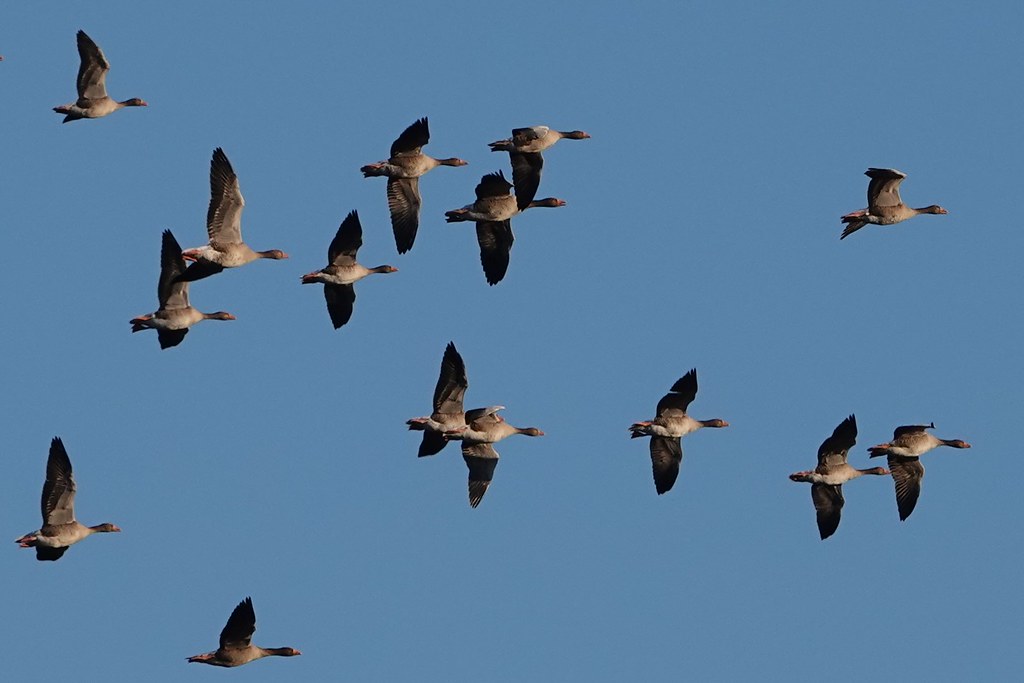 Pinkfooted Geese off to roost at Arundel Judith Farley Flickr