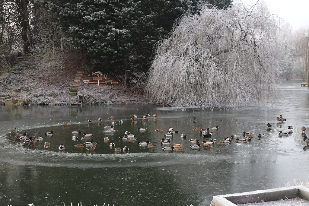 The Delves, Thorne Fishing lake, near Thorne North Station… Flickr