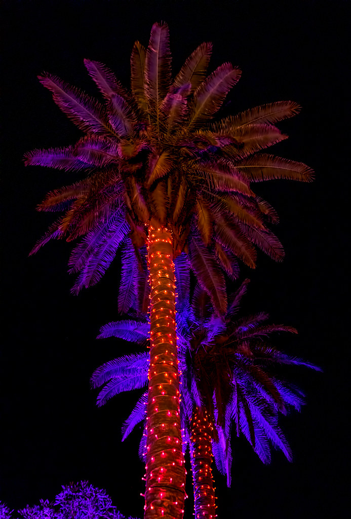 Night Lights 9 Naples Botanical Garden, Naples, FL Johnso… Flickr