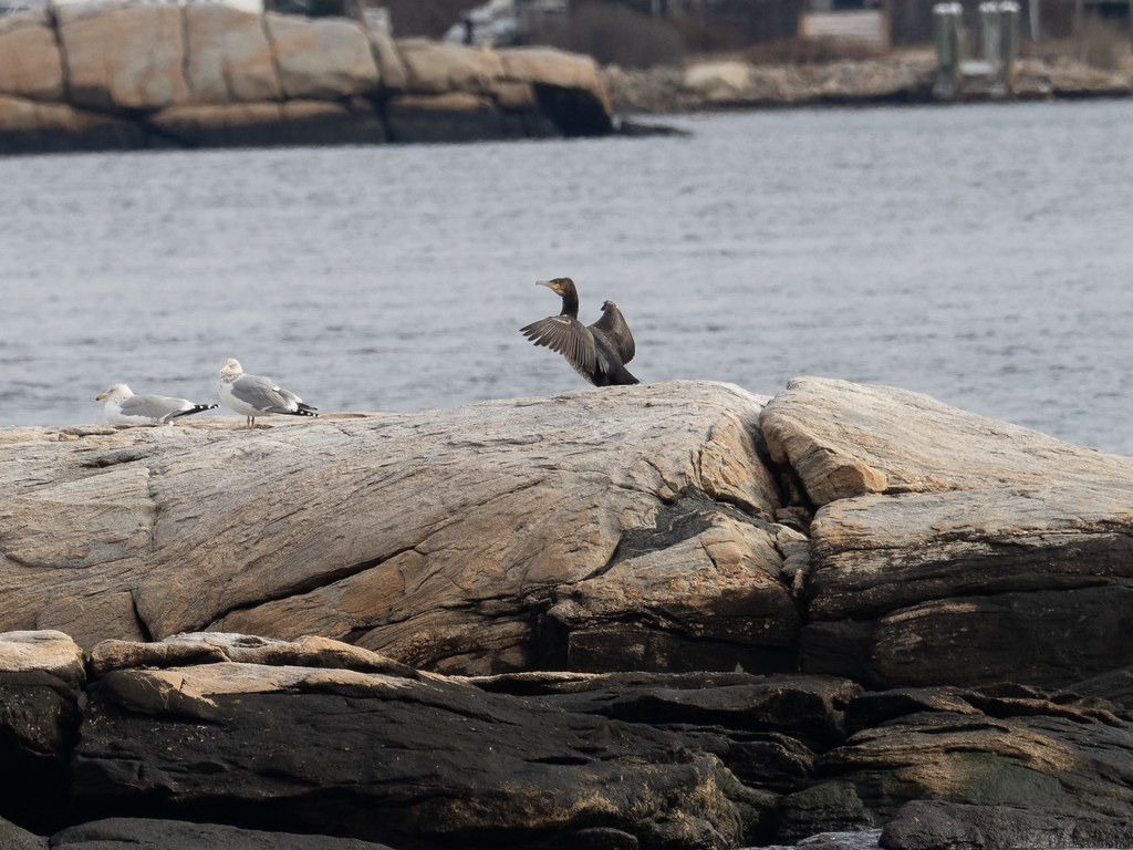 Cormorant, Great Pequot Beach, New London, CT Chris Petherick Flickr