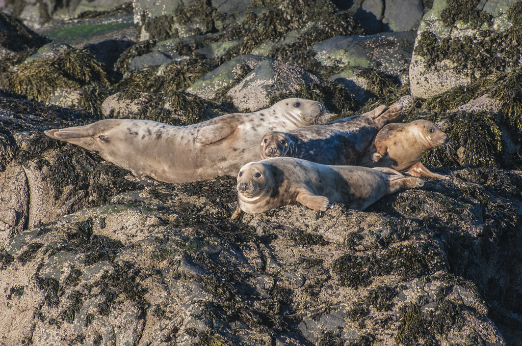 Seals There are a great many seals on the islands of the F… Flickr