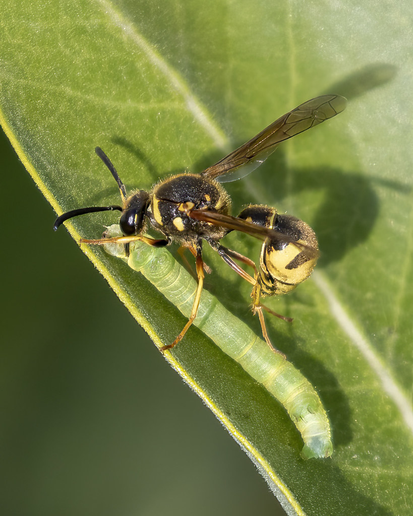 Typical Potter Wasps (Genus Eumenes) Dona Hilkey Flickr