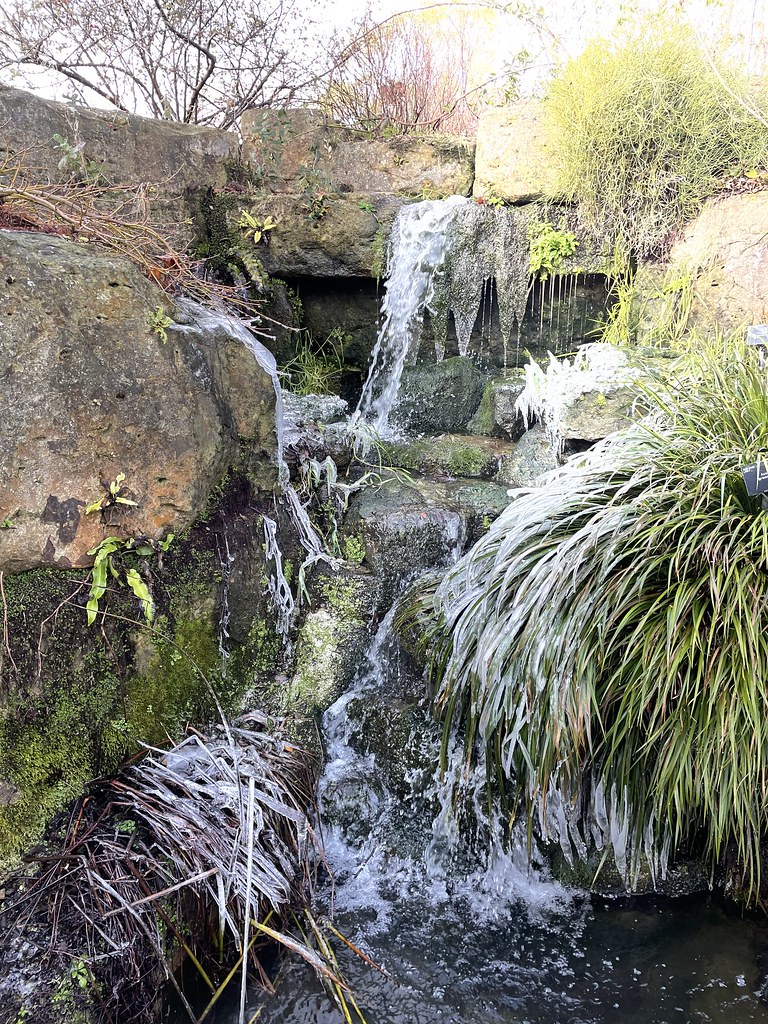 Frosty day in Kew Gardens. Temperature just above freezing… Flickr