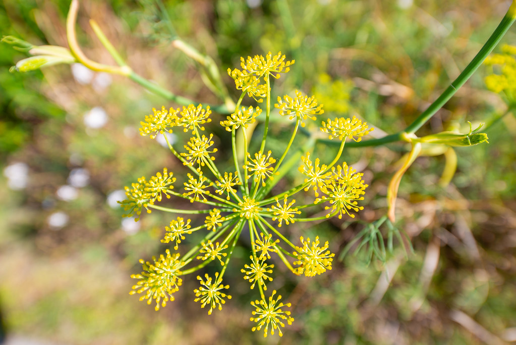 DSC_5485 Roseneath Park & Lookout Rainman Studio Flickr