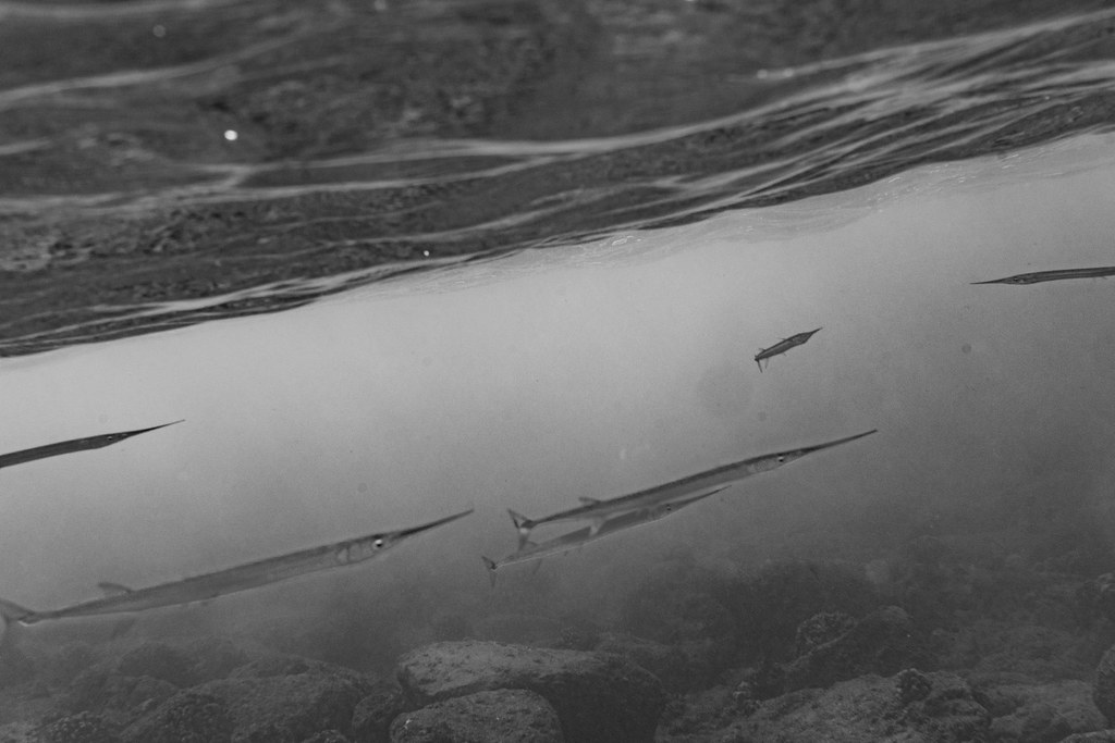 Poipu 11 Robert Hill Long Flickr