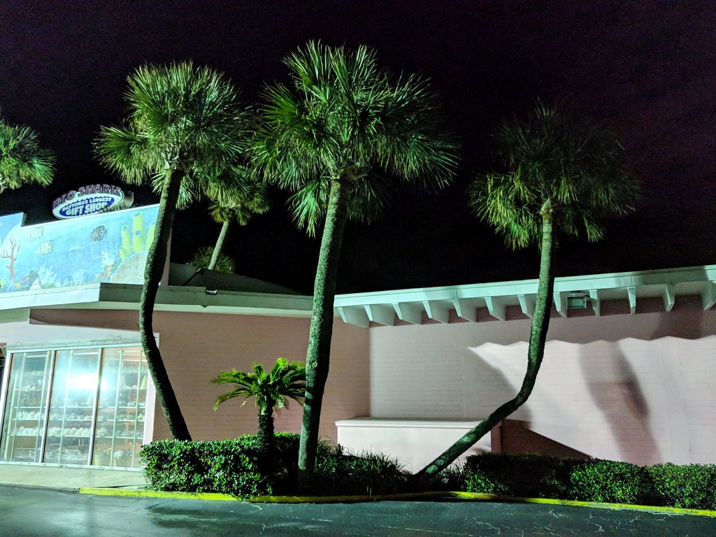Daytona Beach Big Shark Palm Trees Palm trees are my fav… Flickr