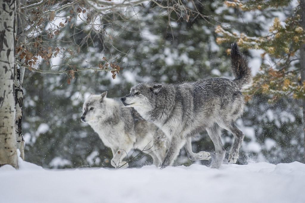 Running Wolf Apex Predator Grey Wolves Wolfpack Winter Sno… Flickr