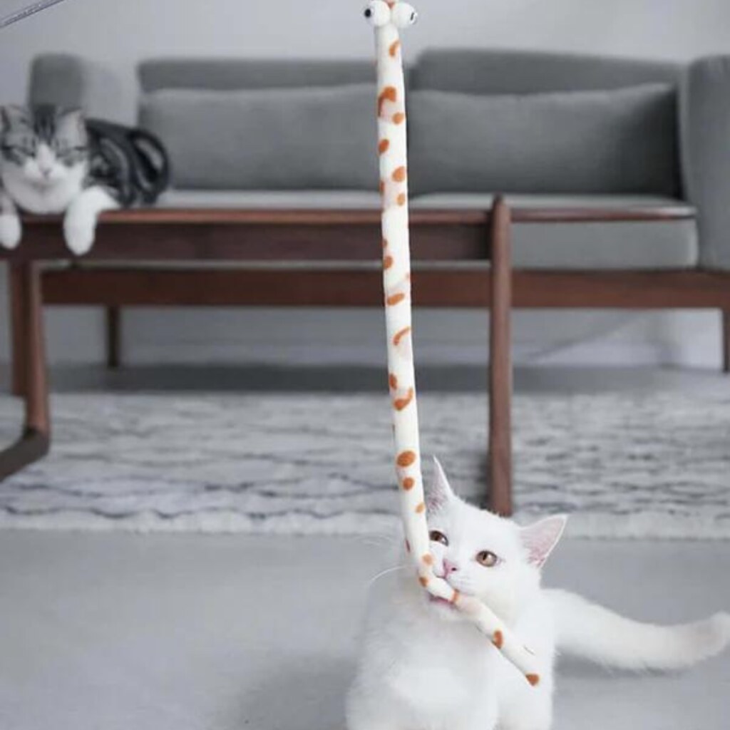 Where to Buy Cheap Pet Toys I Pet is one of the best place… Flickr