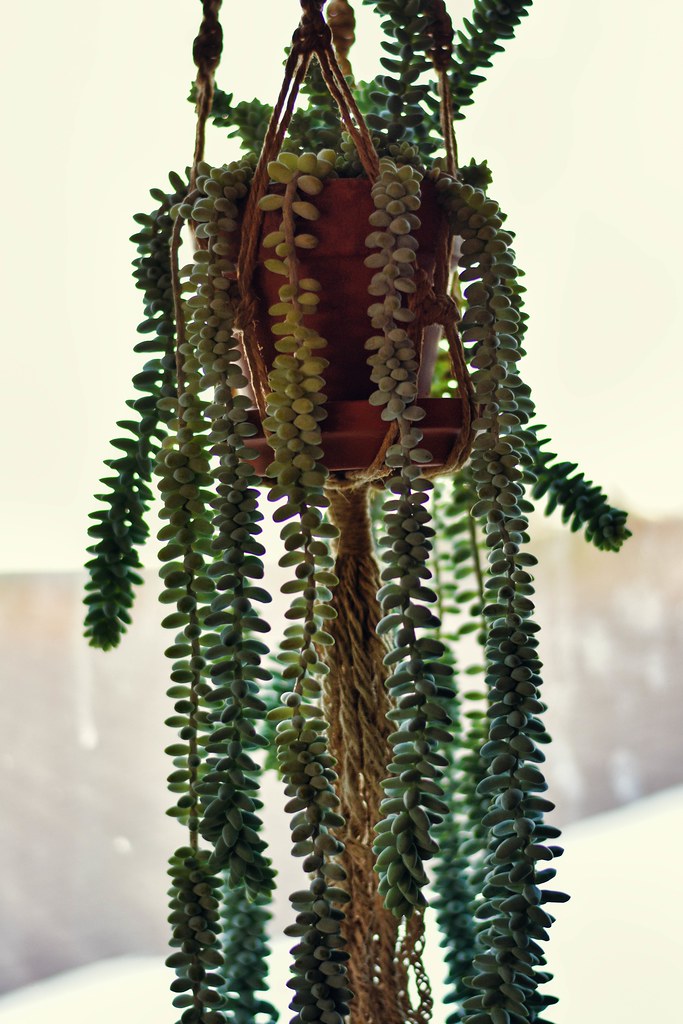 Shaggy Plant Uncovering Ourselves Flickr