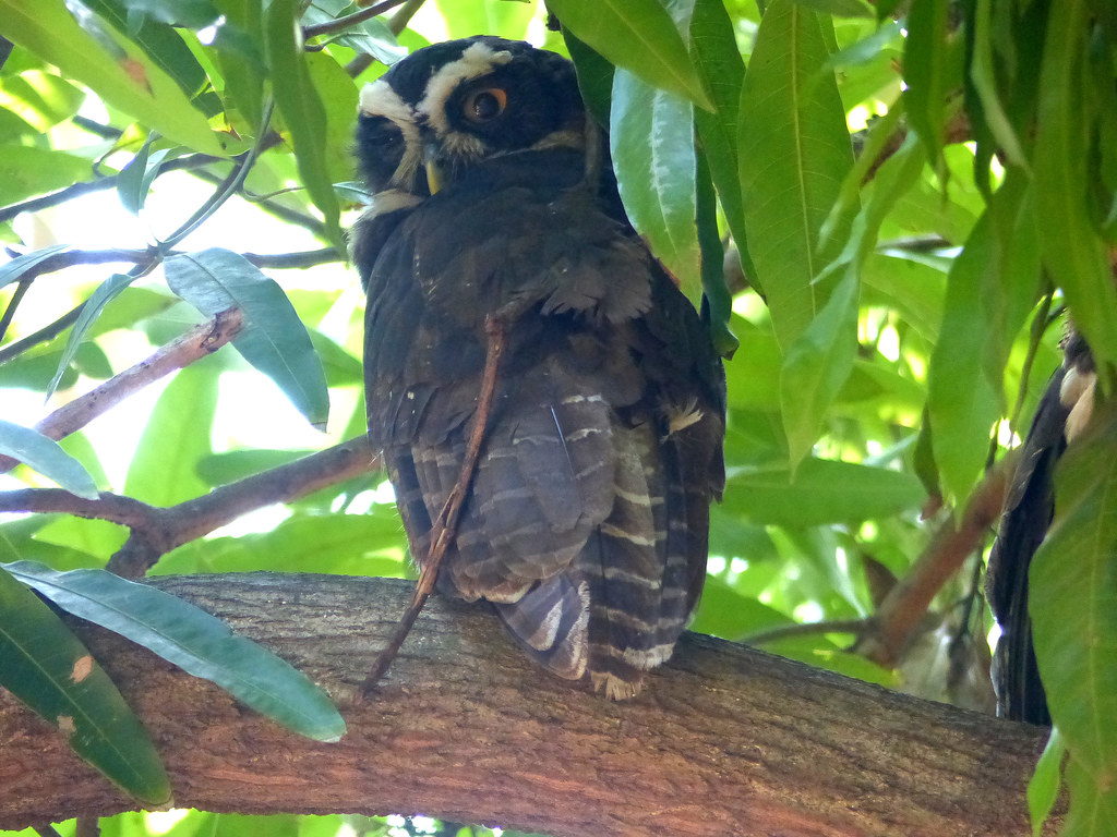 Spectacled Owl Costa Rica Guanacaste john w wyberton Flickr
