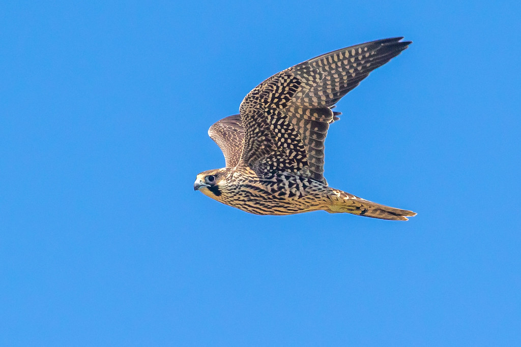 Peregrine Falcon_MS_4S8A9787 Tom Stephenson Flickr
