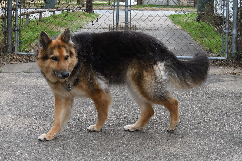 Coat turning brown Doberman Forum Doberman Breed Dog Forums