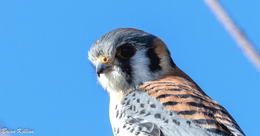 850_6137.jpg Brian Killion Flickr