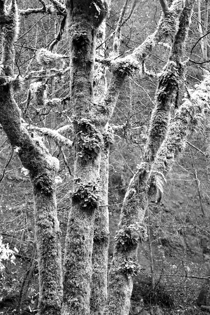 MossCovered and Monochrome John B. Flickr