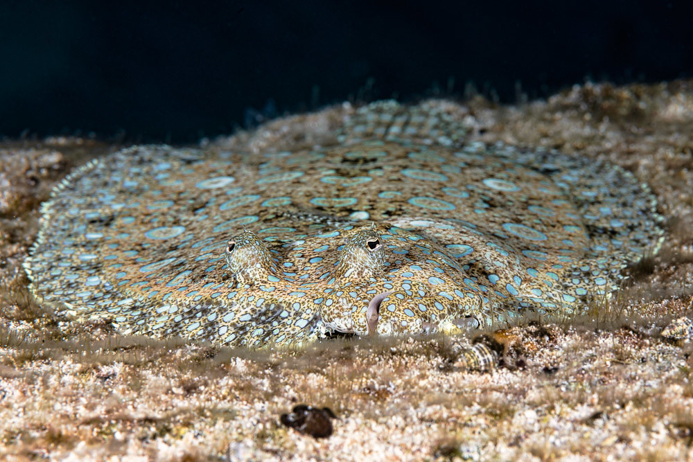 Peacock flounder Bothus lunatus a photo on Flickriver