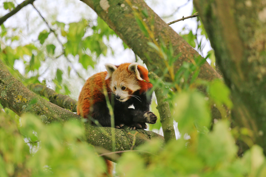Cotswold Wildlife Park & Gardens Red Panda AndrewMWhitman Flickr