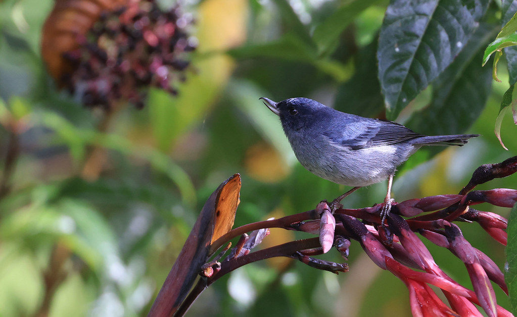 Percefleur ardoisé Savegre/San José/Costa Rica_20211130_… Flickr