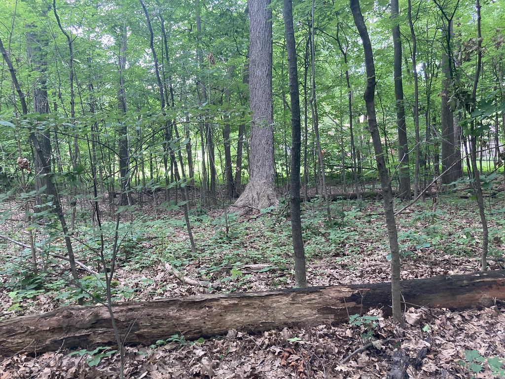 Sugarbush_PP6_2022.07.17 Natural Area Preservation Flickr