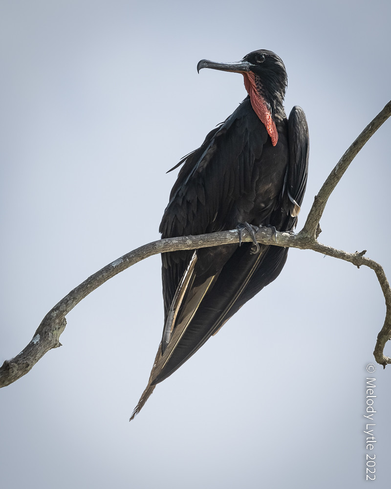 Magnificent Frigatebird Fregata magnificens Costa Rica 202… Flickr