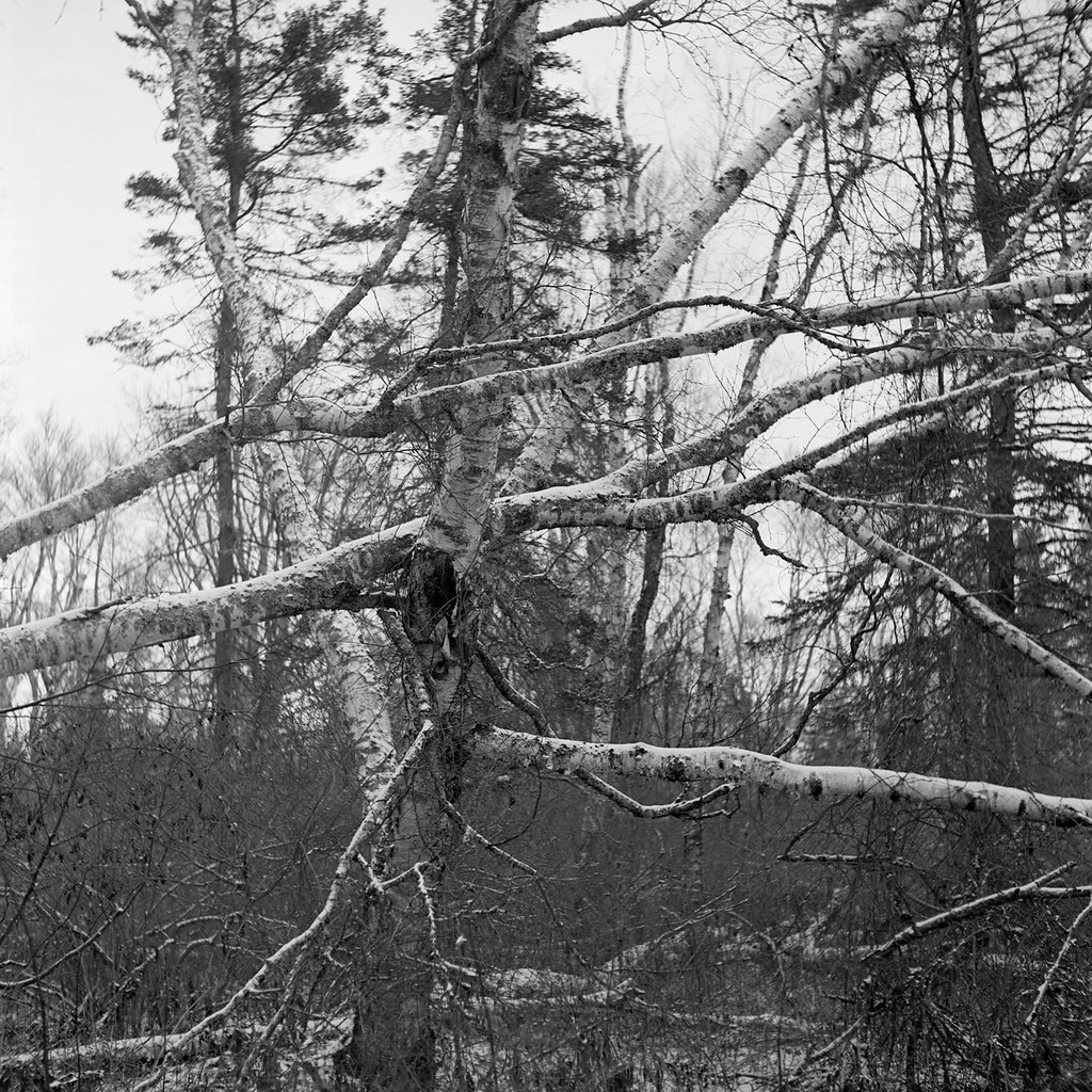 img202112106d Ash Point Preserve, Owls Head Maine. January… Flickr