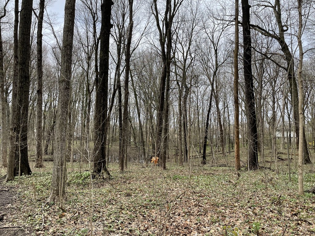 Sugarbush_PP2A_2022.05.04 Natural Area Preservation Flickr