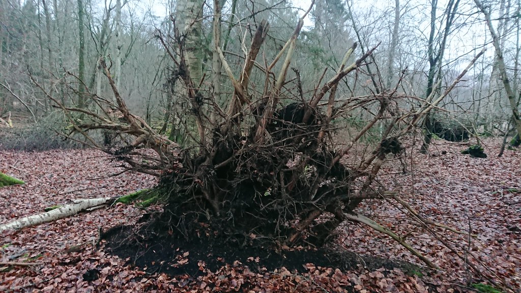 DSC_1723 Roots, windfall at RUNDE MOSE, in the woods of … Flickr