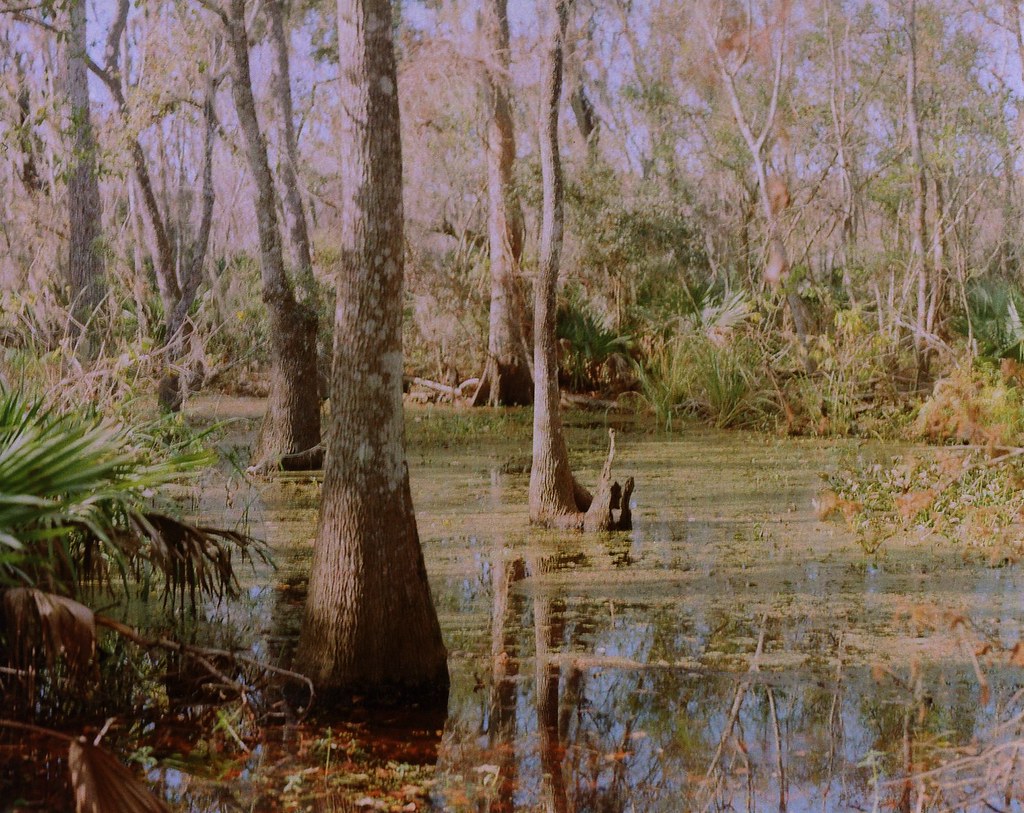 Bayou, Jean Lafitte Nat'l Park Mamiya RZ67 Pro 11 110mm Se… Flickr