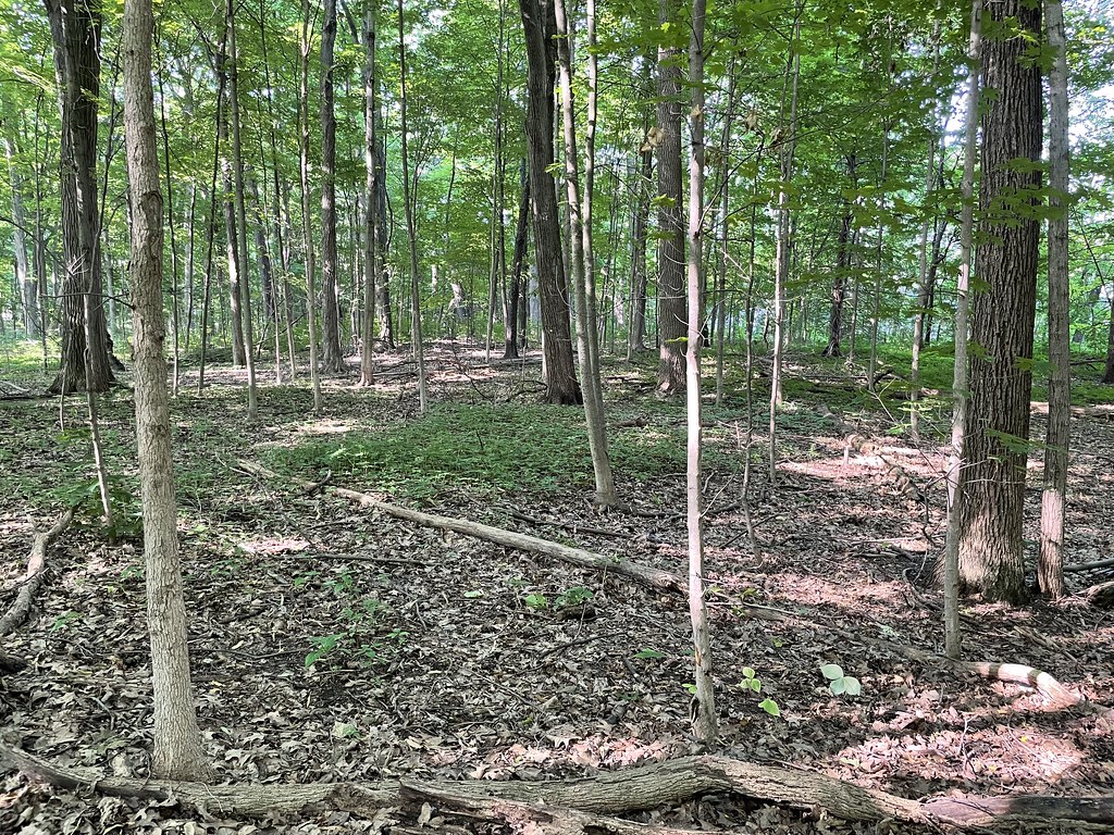 Sugarbush_PP5_2022.07.20 Natural Area Preservation Flickr