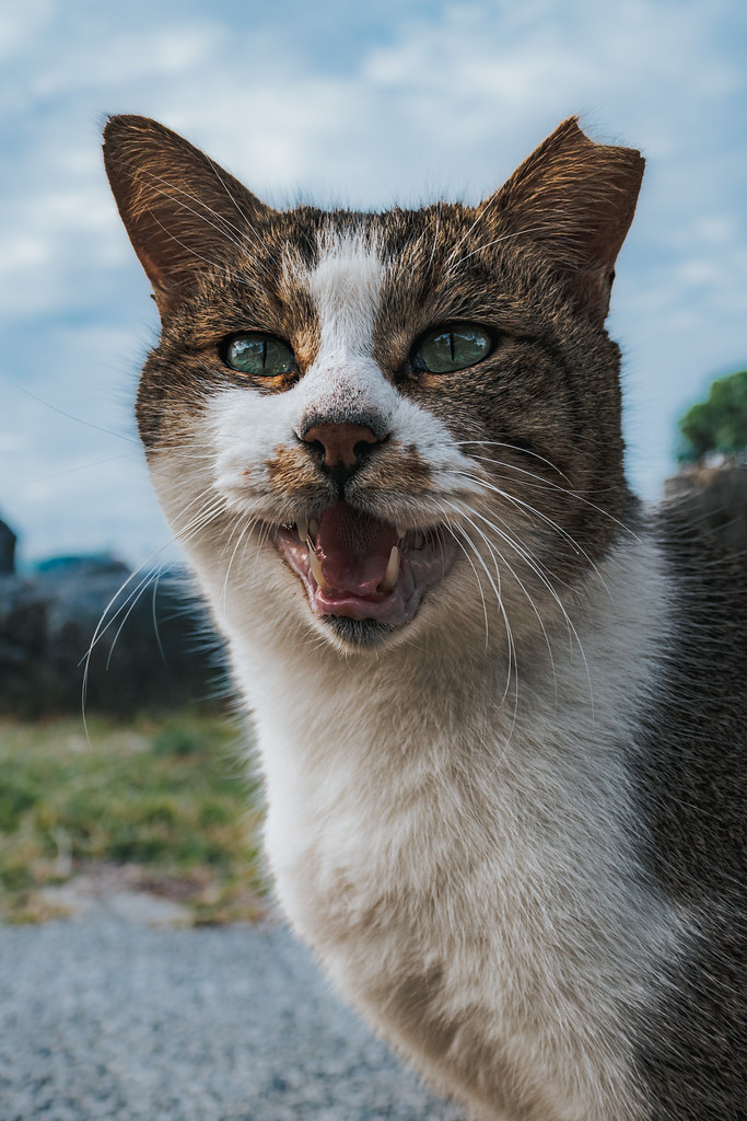 Friendly Stray Friendly stray cat greeting me on a walk by… Flickr
