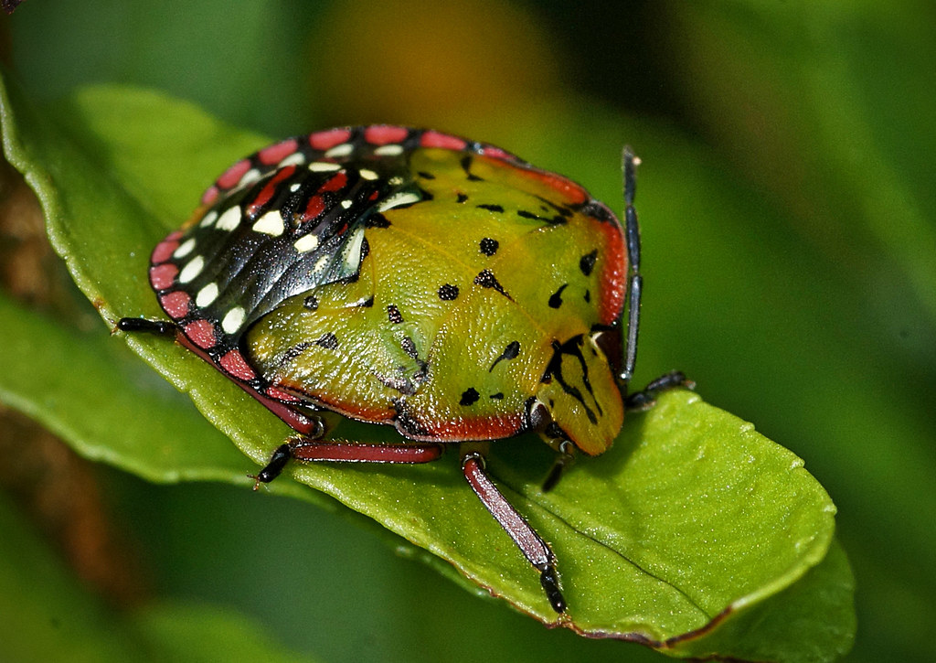 Do Green Shield Bugs Eat Plants at Tina Reason blog