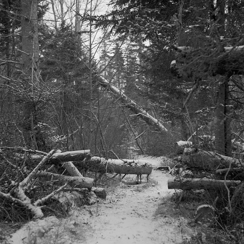 img202112106f Ash Point Preserve, Owls Head Maine. January… Flickr