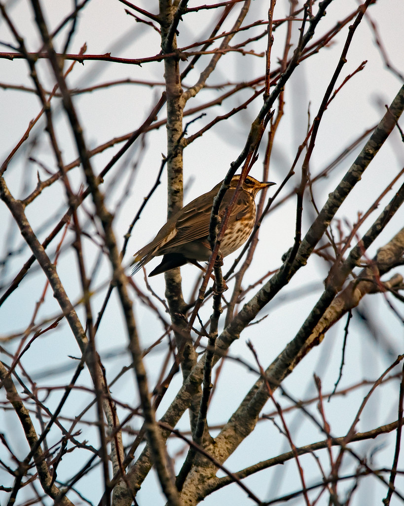 redwing 5997 one of the eight redwings in the trees near t… Flickr