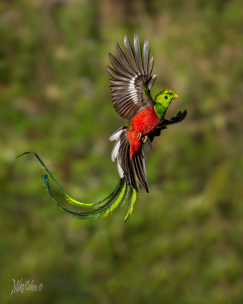 Resplendent Quetzal Flight (1 of 1) My latest trip to Cost… Flickr