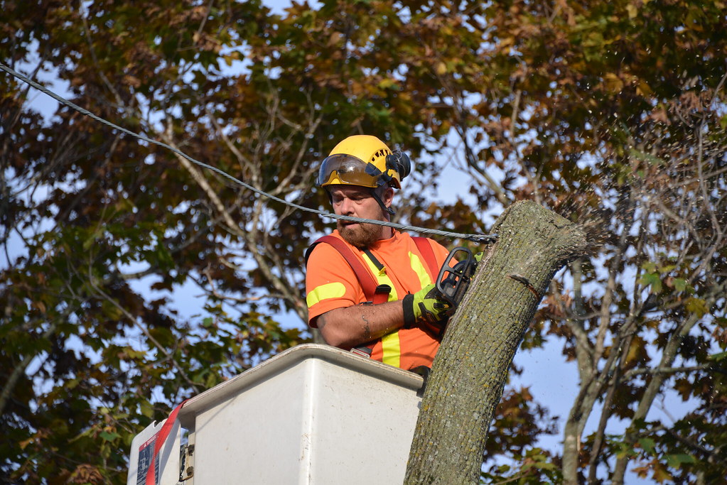 Ottawa Tree Surgeons Ian Young Flickr
