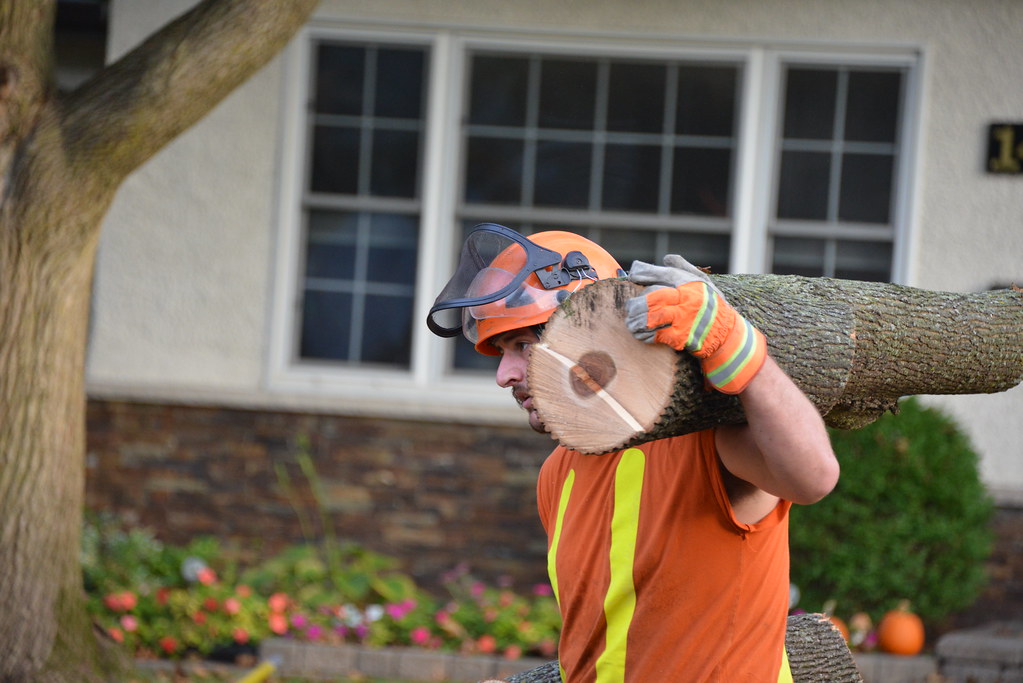 Ottawa Tree Surgeons Ian Young Flickr