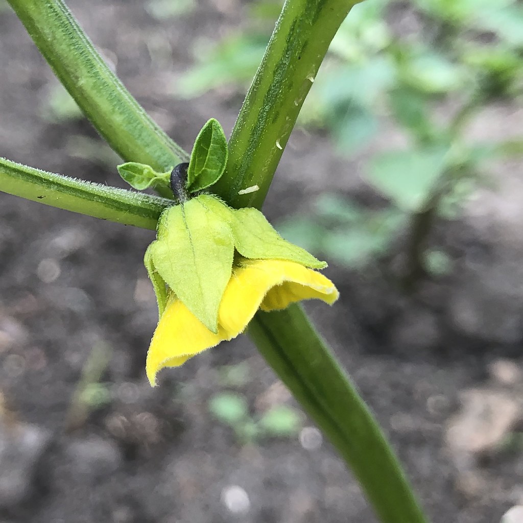 Tomatillo flower A tomatillo flower on our allotment in Yo… Flickr