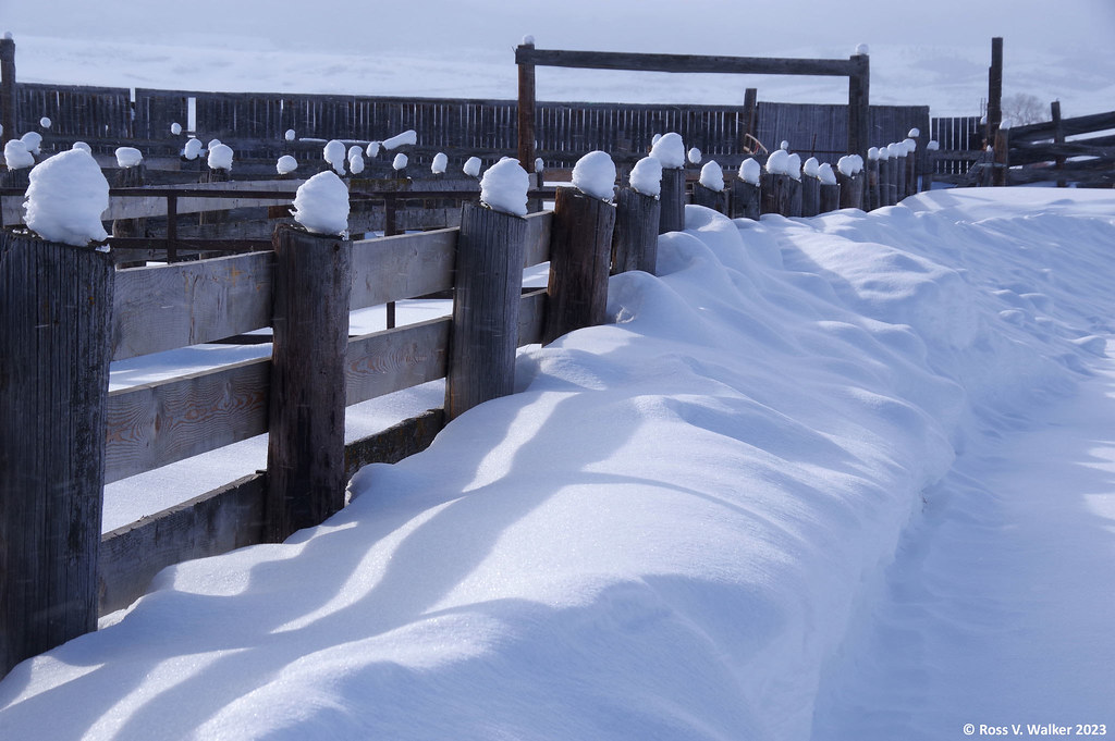 Stockyard Fence Snow decorates the fenceposts at the local… Flickr