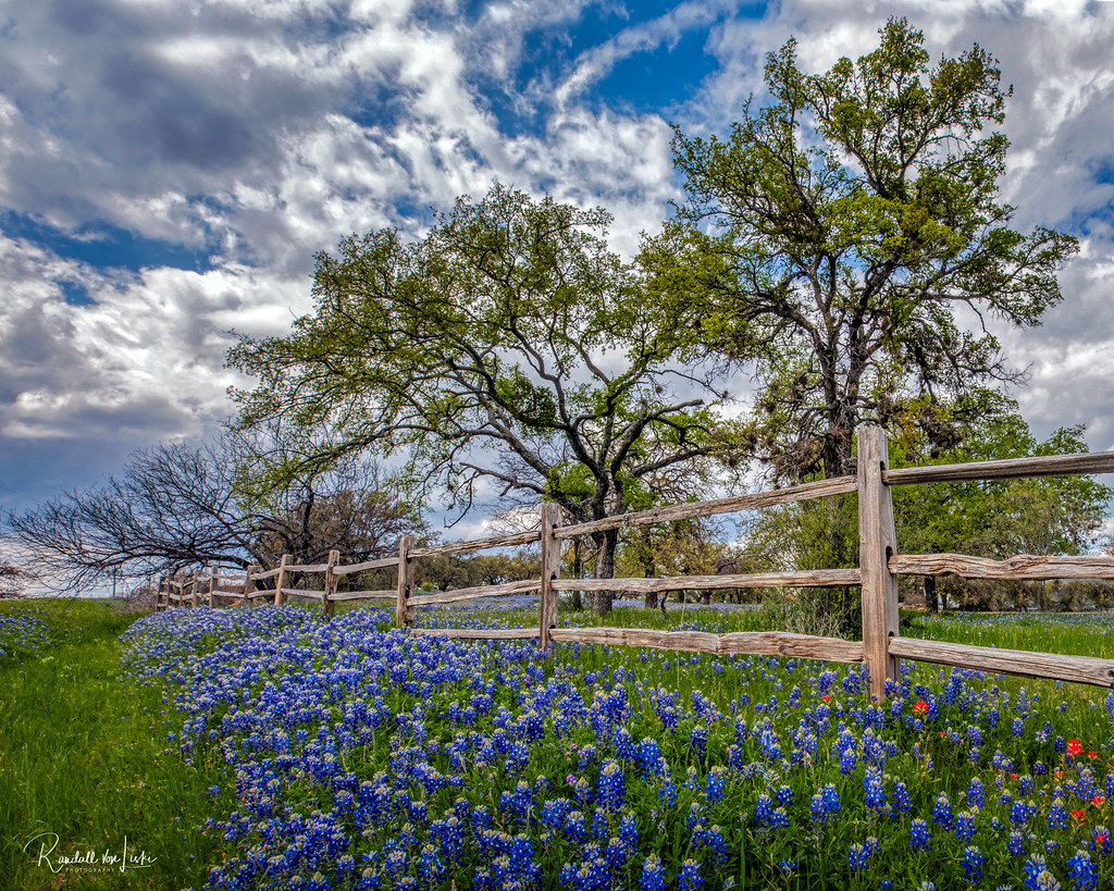 Springtime In Hill Country, Llano County, Texas In springt… Flickr