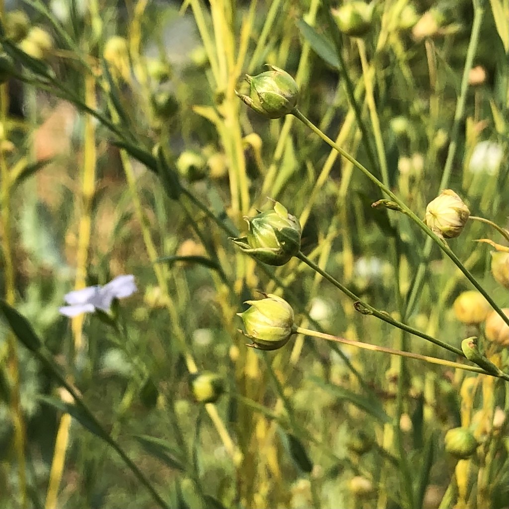 Flax Flax growing on our allotment in York in 2022 gavaitchison