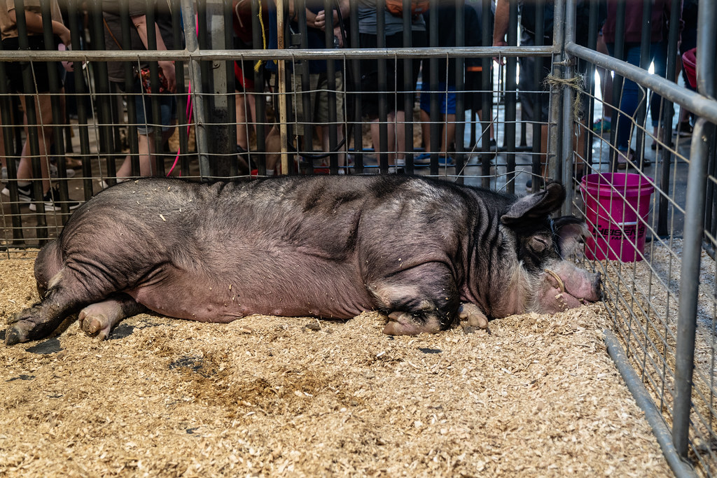 St. Paul, Minnesota September 3, 2022 Largest Boar pig,… Flickr