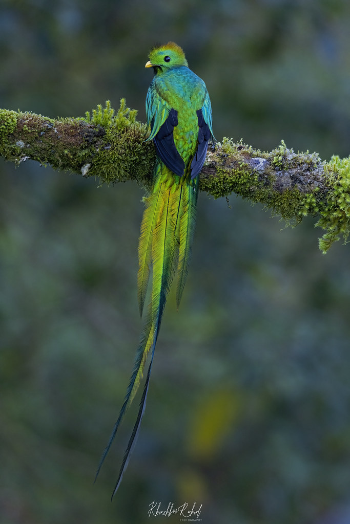 The resplendent quetzal (Pharomachrus mocinno) The resplen… Flickr