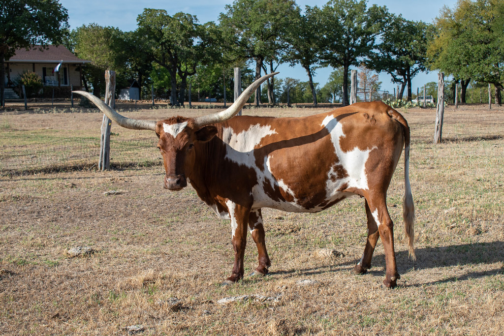Rising Star Ranch 17Aug22 (5).jpg Robyn Kuznik Flickr