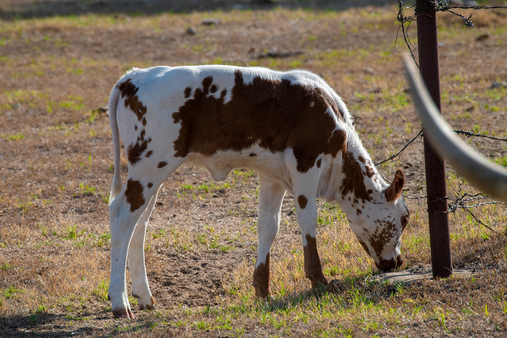 Rising Star Ranch 17Aug22 (23).jpg Robyn Kuznik Flickr