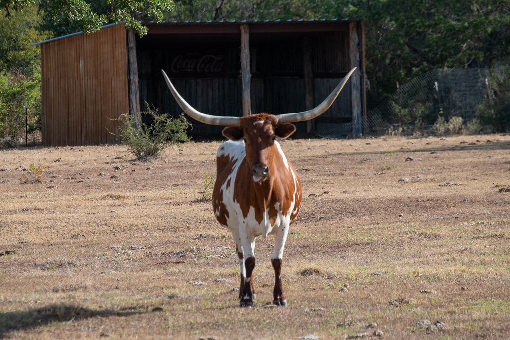 Rising Star Ranch 17Aug22 (44).jpg Robyn Kuznik Flickr