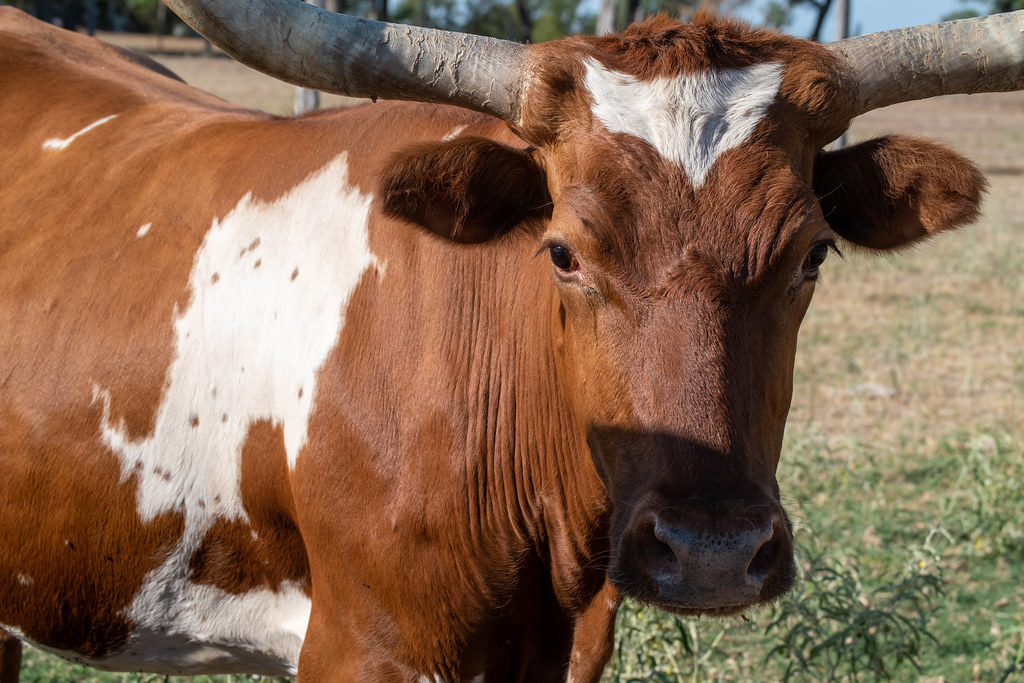 Rising Star Ranch 17Aug22 (49).jpg Robyn Kuznik Flickr