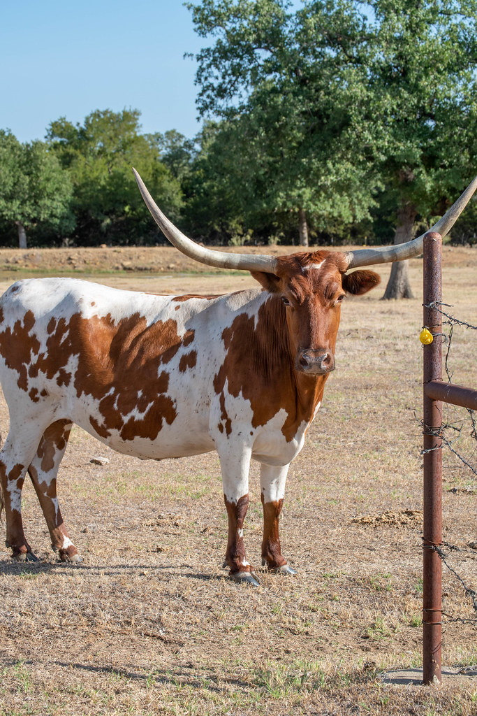 Rising Star Ranch 17Aug22 (32).jpg Robyn Kuznik Flickr