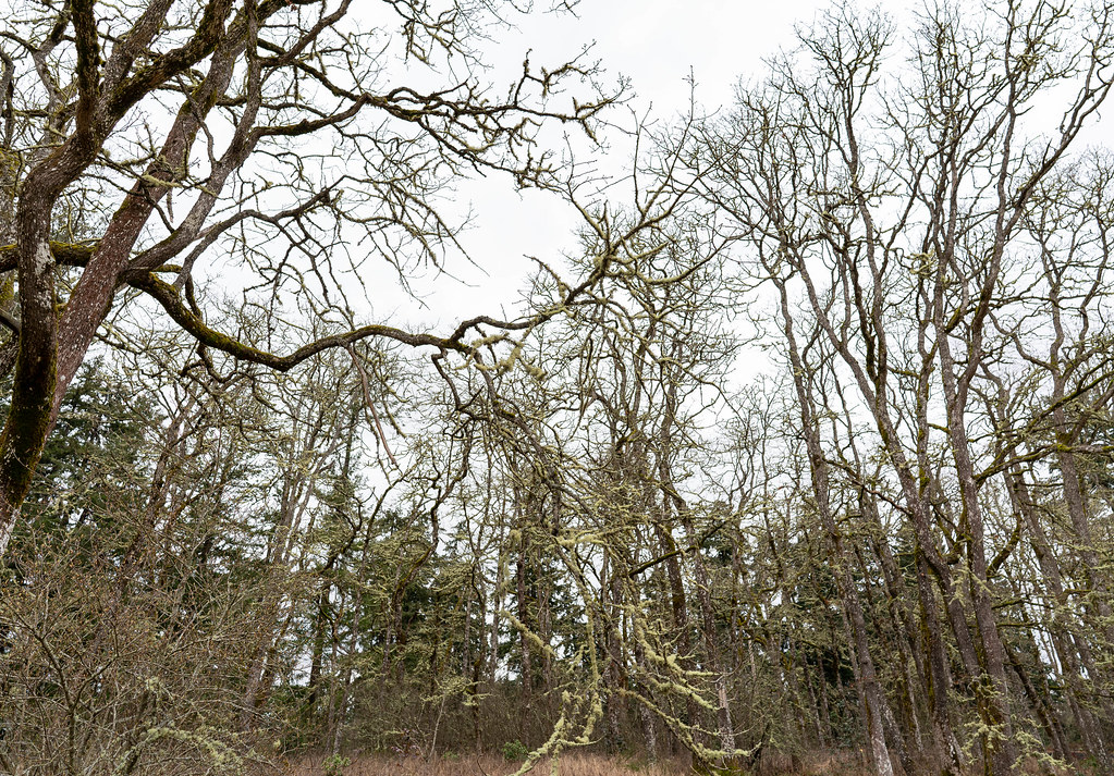 Daily Walk Wonderwood Park in Lacey WA Harold Mayo Flickr