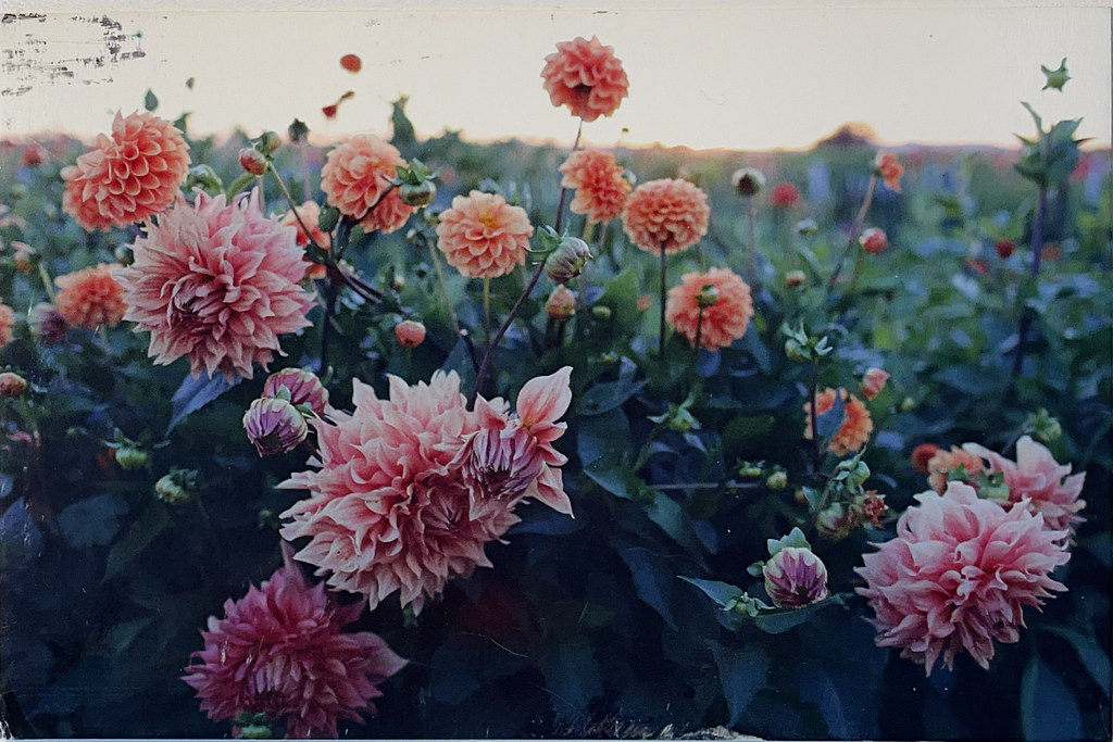 Floret Farm's Cut Flower Garden Flickr