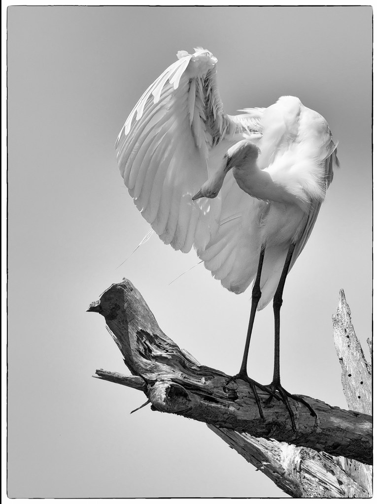_DSC9582 Preening egret. Chincoteague National Wildlife Re… Flickr
