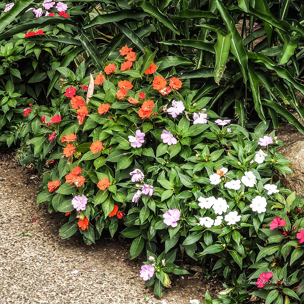 Impatiens aka Busy Lizzies A few of the many varieties tha… Flickr